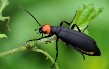 <a href=/shenghuo/26f9a28ae997a8ad11fa61efe6b29340.html target=_blank class=infotextkey>雞公蟲</a>圖片