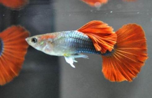 孔雀魚可以和什么魚一起混養