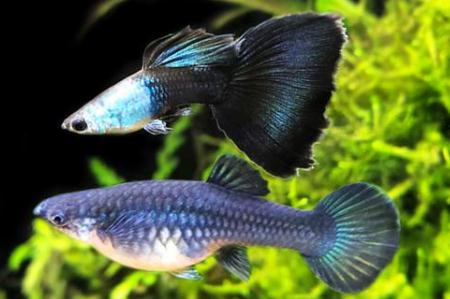 孔雀魚是熱帶魚還是冷水魚