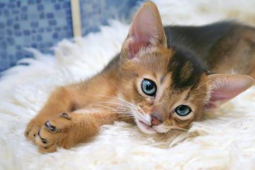 貓咪磨爪子是為了什么