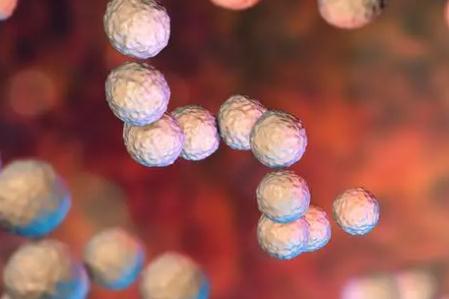 罕見“食人細菌”在日本蔓 感染后48小時即可致命