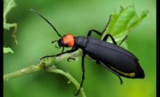 雞公蟲(chóng)是什么蟲(chóng)子 雞公蟲(chóng)的圖片