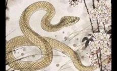 白發青衫是什么生肖的動物（白發青衫是什么生肖）