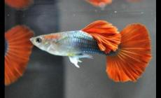 孔雀魚可以和什么魚一起混養