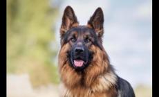 小狗是幾級保護(hù)動物 牧羊犬是幾級保護(hù)動物