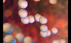 罕見“食人細菌”在日本蔓 感染后48小時即可致命