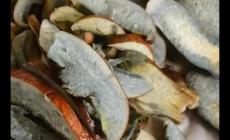 女子網購1斤“見手青”1天吃完后中毒 怎么回事如何辨別