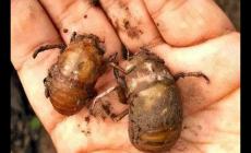 知了多少只一斤 一斤知了猴大概有多少個