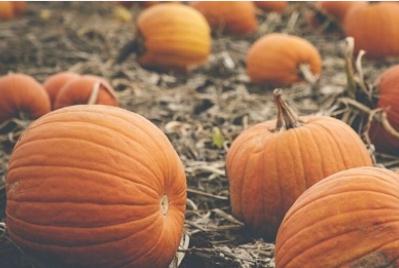 鮮花插在牛糞上的歇后語 插圖