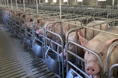 一頭豬大概多少錢？2024年8月能賣4000元嗎？