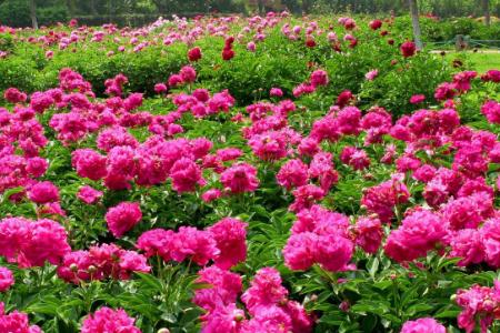 遼中縣的由來和歷史