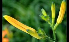 冷知識(shí)分享：為什么說忘憂草其實(shí)是黃花菜