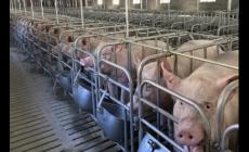 一頭豬大概多少錢？2024年8月能賣4000元嗎？