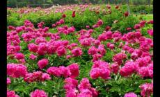 遼中縣何時設縣？遼中縣的由來和歷史