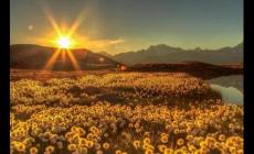 FISU是什么的縮寫 fisu中文翻譯、用法及例句