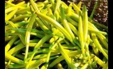 黃花菜的藥用價值與功效