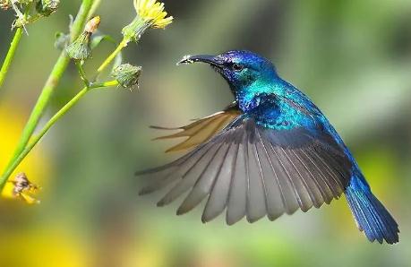 世界上最小的鳥 -?蜂鳥 圖片