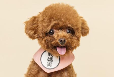 關(guān)于狗字開頭的成語大全及解釋