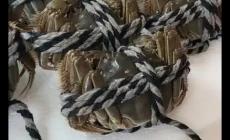 女子網上9.9元買了一箱“大閘蟹” 怎么回事