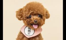 第一個字是狗的四字成語盤點（狗開頭成語大全100個）