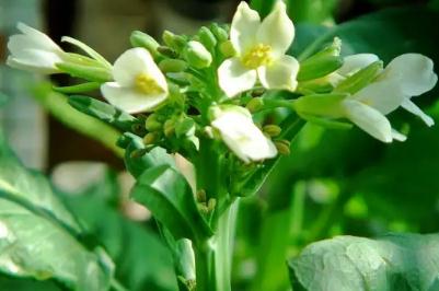 芥蘭菜開(kāi)花了還能吃嗎?芥蘭開(kāi)白花能吃嗎? - www.0453c.com