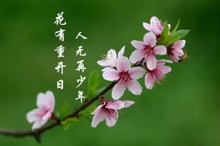 花下少年應笑我是什么意思?其下一句是什么