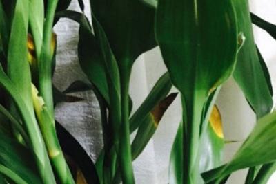 水培富貴竹葉子黃了怎么辦 - www.0453c.com