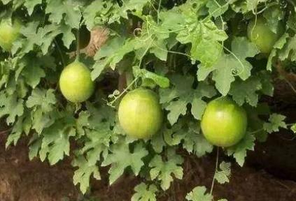 種一畝瓜蔞利潤多少 - www.0453c.com