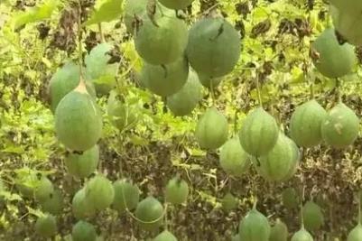 瓜蔞種1畝需要多少錢 - www.0453c.com