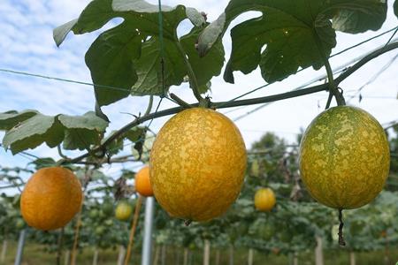 瓜蔞種植技術(shù)要點有哪些 - www.0453c.com