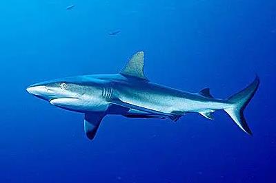 什么鯊魚適合養殖？可以養的鯊魚有哪些？