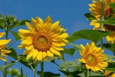 向日葵的花語是什么？其寓意和象征是什么