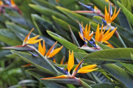 天堂鳥(niǎo)的養(yǎng)殖方法和注意事項(xiàng) - www.0453c.com