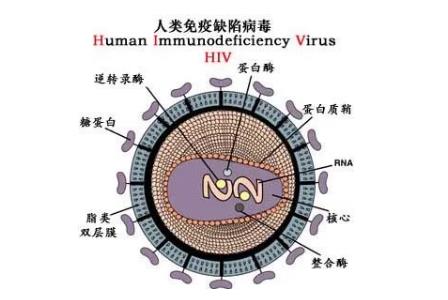 <a href=/yangsheng/ffeac6755ea02647e9a3b6a4036a50e1.html target=_blank class=infotextkey>艾滋病</a>的英文簡稱是aids那么<a href=/yangsheng/be0bf77f5ba2bce4f3ee84299f39c2d9.html target=_blank class=infotextkey><a href=/yangsheng/be0bf77f5ba2bce4f3ee84299f39c2d9.html target=_blank class=infotextkey>hiv</a></a>是什么 - www.0453c.com