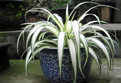 吊蘭的養殖方法和注意事項有哪些 - www.0453c.com