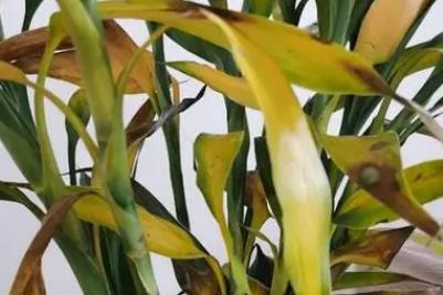 富貴竹的葉子發黃了怎么辦 - www.0453c.com
