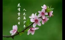 花下少年應笑我是什么意思？作者及下一句