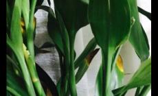 水培富貴竹葉子黃了怎么辦啊 解決的方法和步驟有哪些