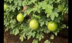 種一畝瓜蔞利潤多少怎么算啊