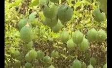 瓜蔞種1畝需要多少錢？種植該中藥材回報潛力如何？