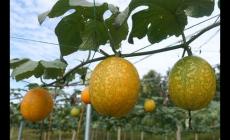 瓜蔞種植技術(shù)要點(diǎn)有哪些?