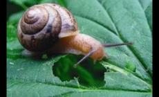 蝸牛用什么殺蟲(chóng)劑最好用呢 (蝸牛用什么殺蟲(chóng)劑最好用)
