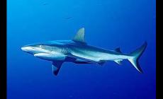 什么鯊魚(yú)適合養(yǎng)殖?可以養(yǎng)的鯊魚(yú)有哪些?