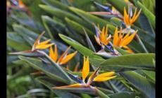 天堂鳥(niǎo)的養(yǎng)殖方法和注意事項(xiàng) 觀賞植物天堂鳥(niǎo)的養(yǎng)殖方法