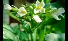 芥藍的花能不能吃？芥藍的花可以吃嗎？