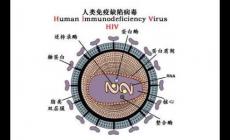 艾滋病的英文簡稱是aids那么hiv是什么