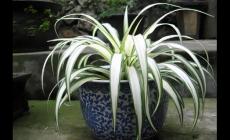 吊蘭的養(yǎng)殖方法和注意事項有哪些 來分享一下唄