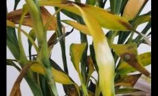 水培富貴竹葉子發黃怎么挽救（富貴竹的葉子發黃了怎么辦）