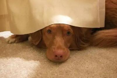 狗狗的死亡都是注定好的嗎 狗狗離世怎樣處理后事