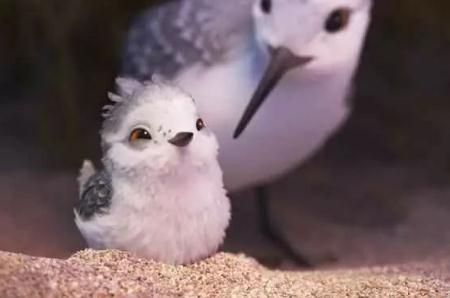 piper鷸怎么讀？無聲動畫短片《Piper》的含義